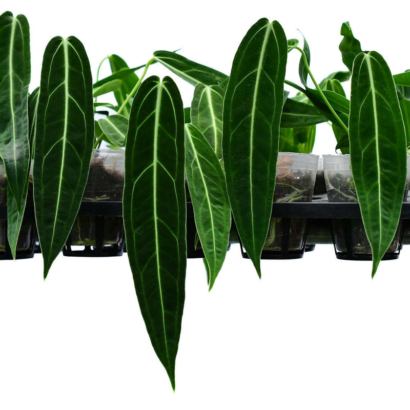 Anthurium warocqueanum (seedling)