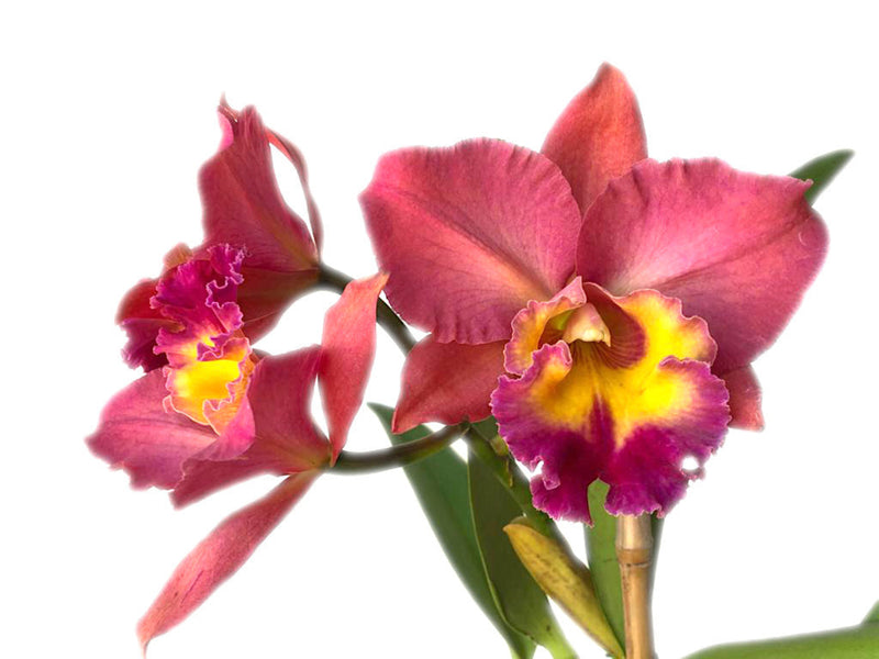 Rhyncholaeliocattleya Goldenzelle Orange Pun Pink Acc/aos