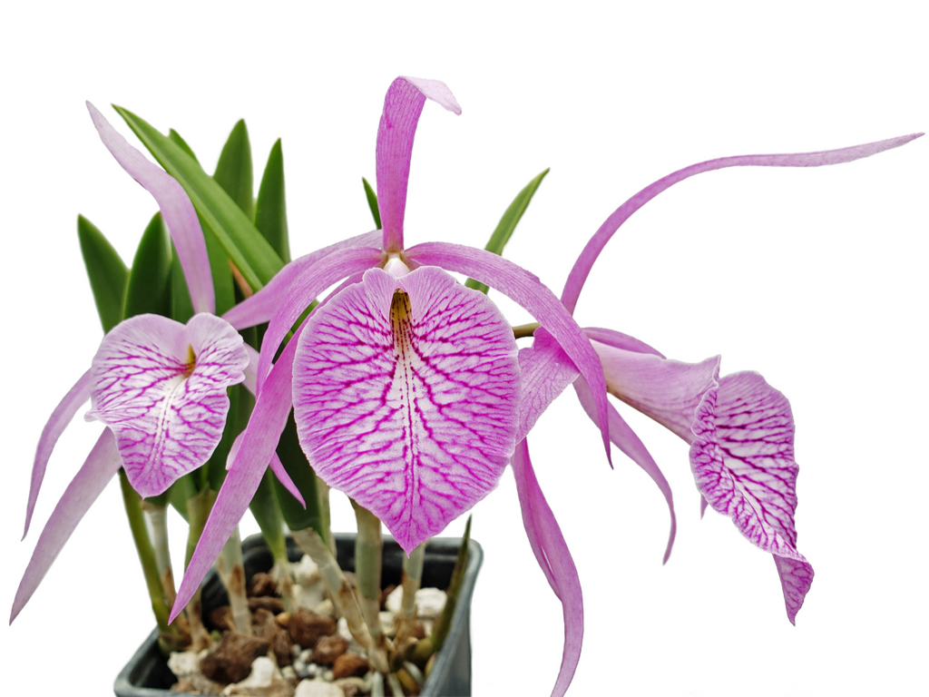 Brassocattleya_Fuchs_Star_1024