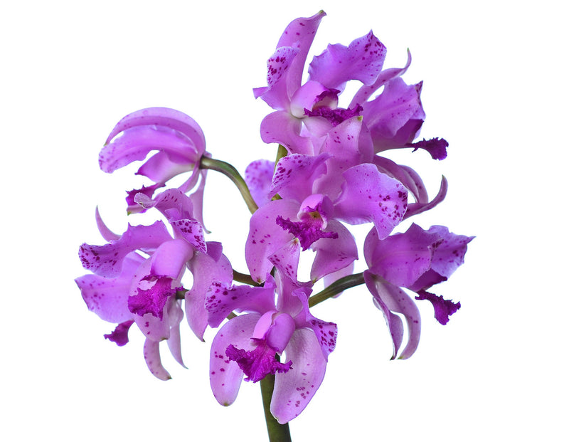 Cattleya amethystoglossa
