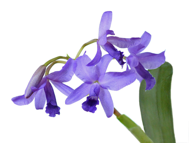Cattleya bowringiana f. coerulea