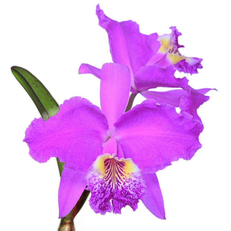 Cattleya lueddemanniana