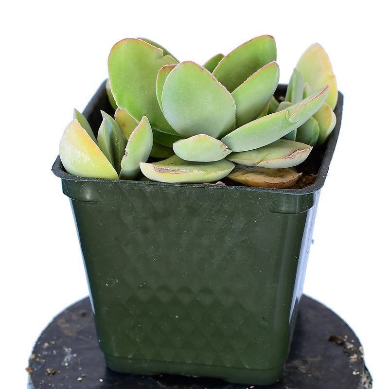 Crassula cotyledonis 'Dubia'