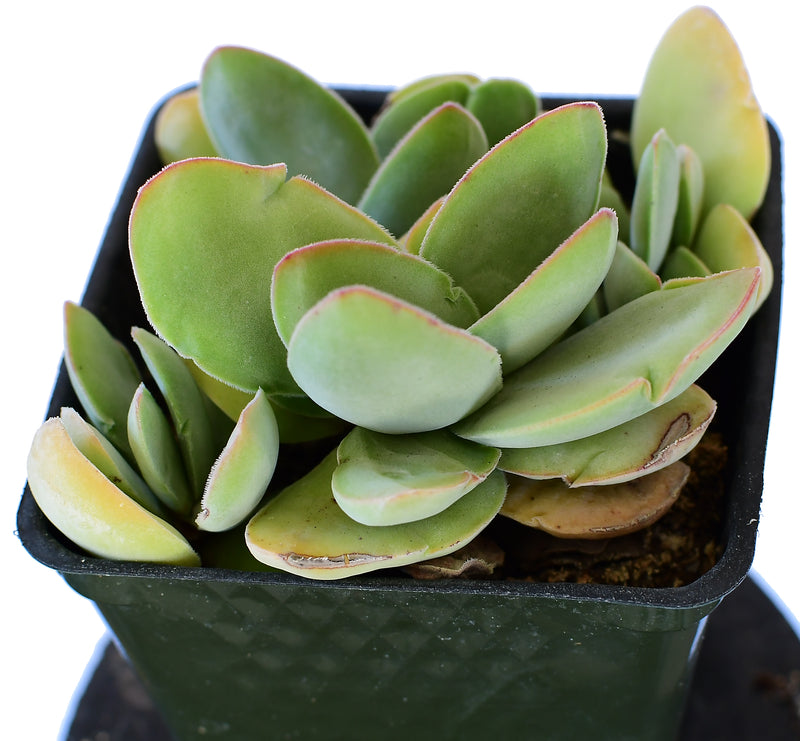 Crassula cotyledonis 'Dubia'