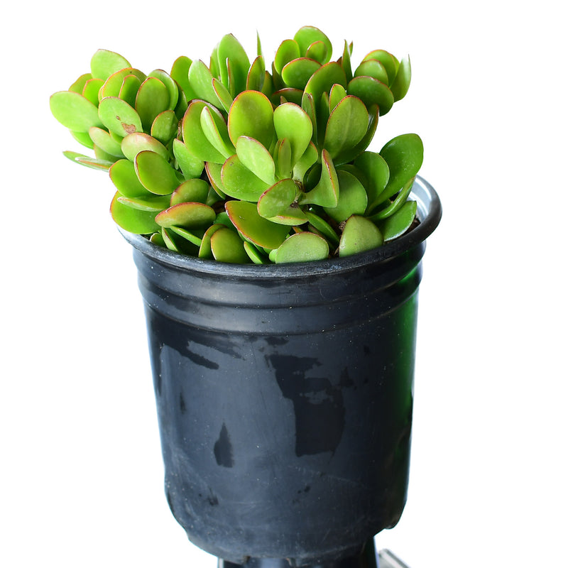 Crassula ovata 4'