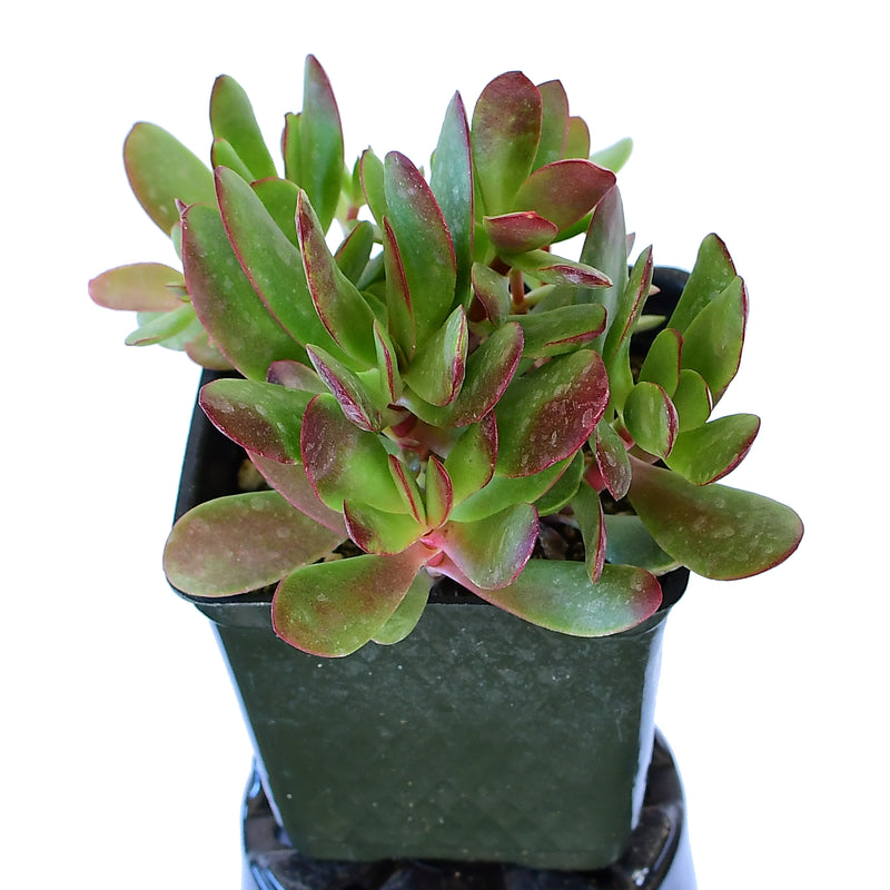 Crassula radicans 4"