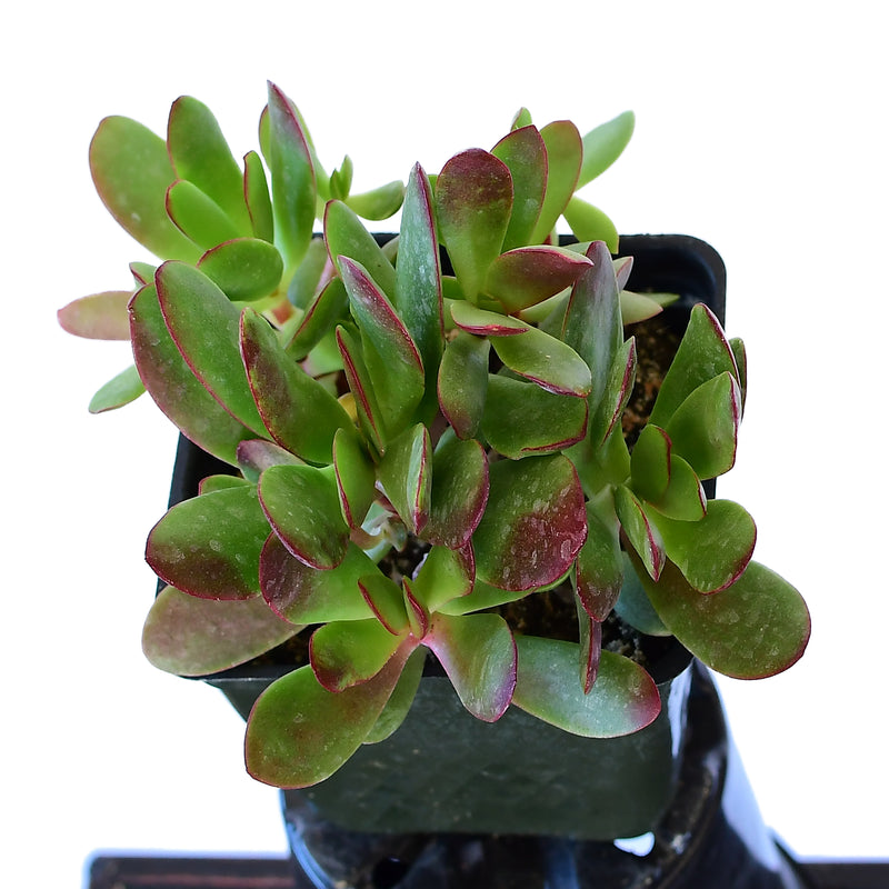 Crassula radicans 4"