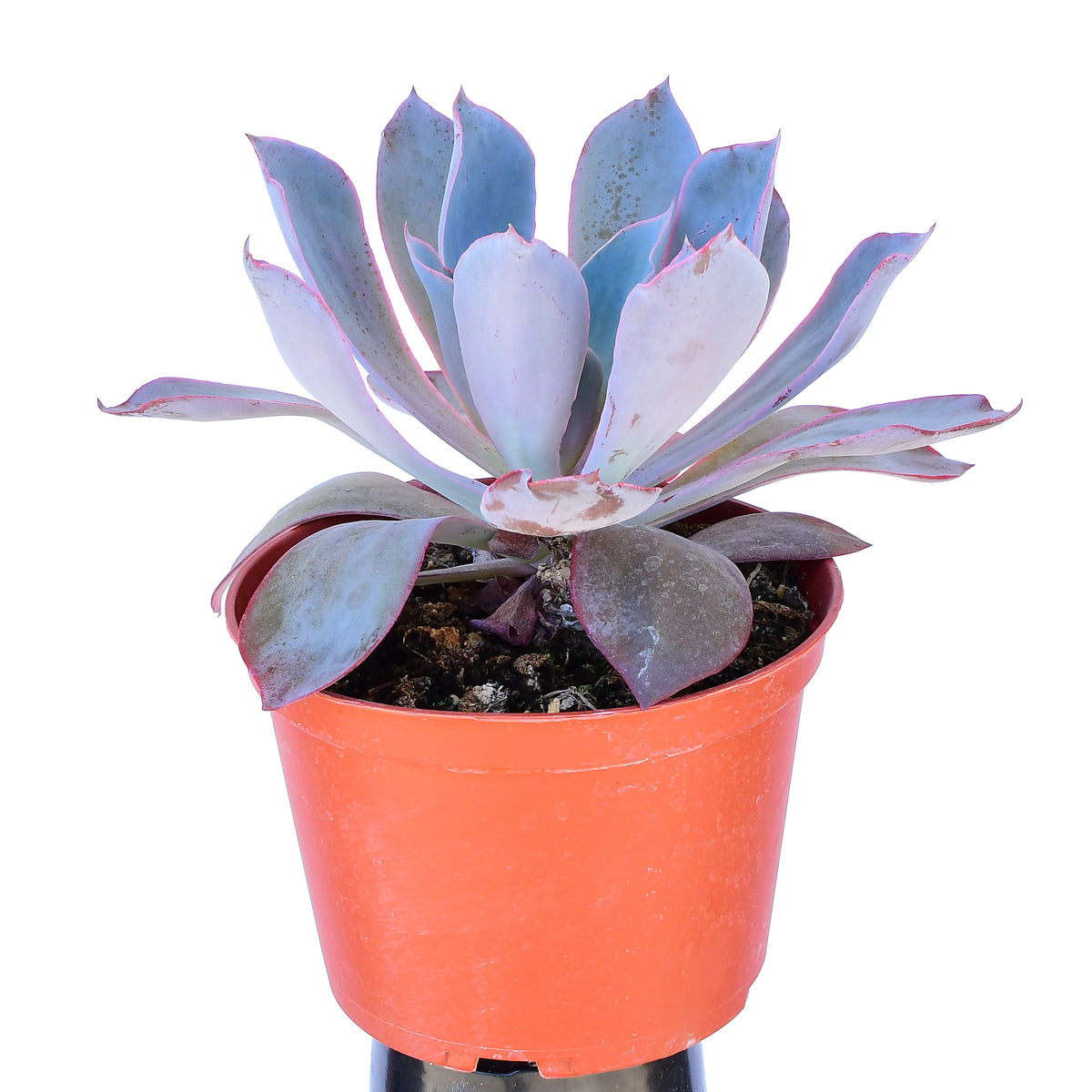 Echeveria Afterglow 6\, image size:1200x1200