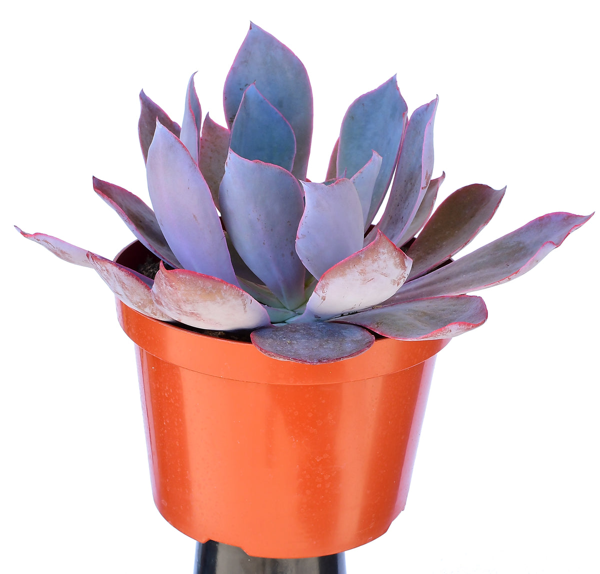 Echeveria Afterglow 8\, image size:1200x1149