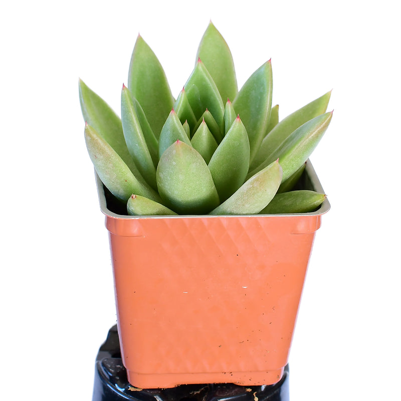 Echeveria Agavoides Lotus 4"