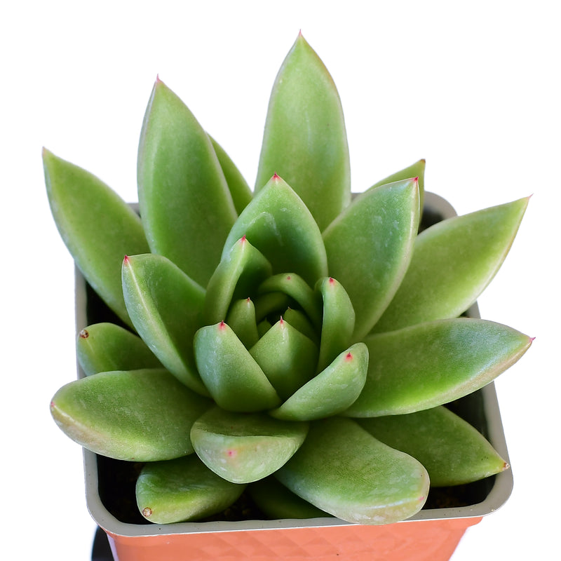 Echeveria Agavoides Lotus 4"