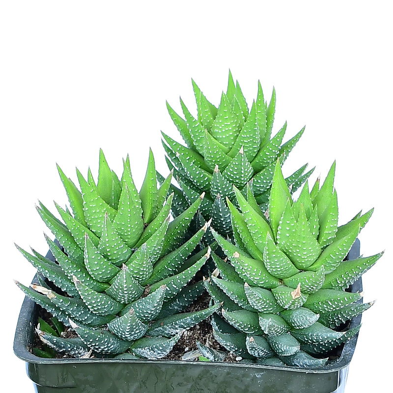 Haworthia coarctata