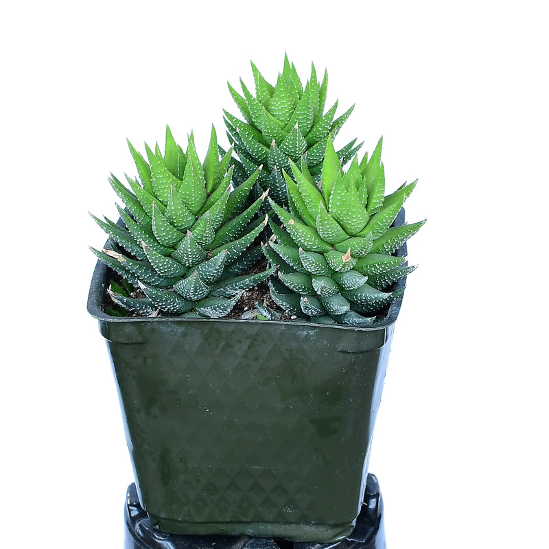 Haworthia coarctata