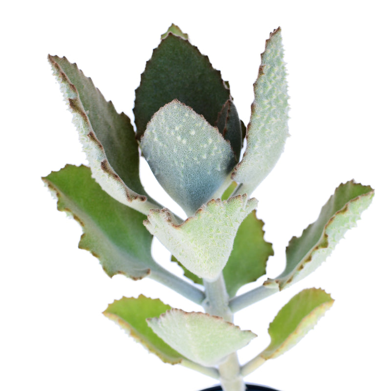 Kalanchoe beharensis  Fang 4"