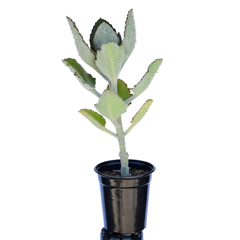 Kalanchoe beharensis  Fang 4"