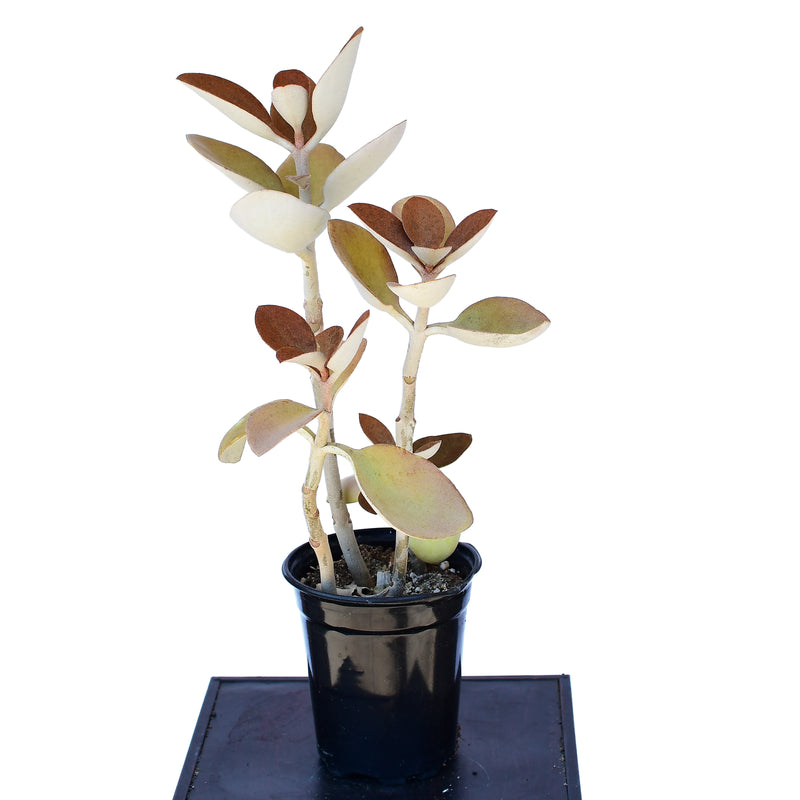 Kalanchoe orgyalis “Copper Spoons”