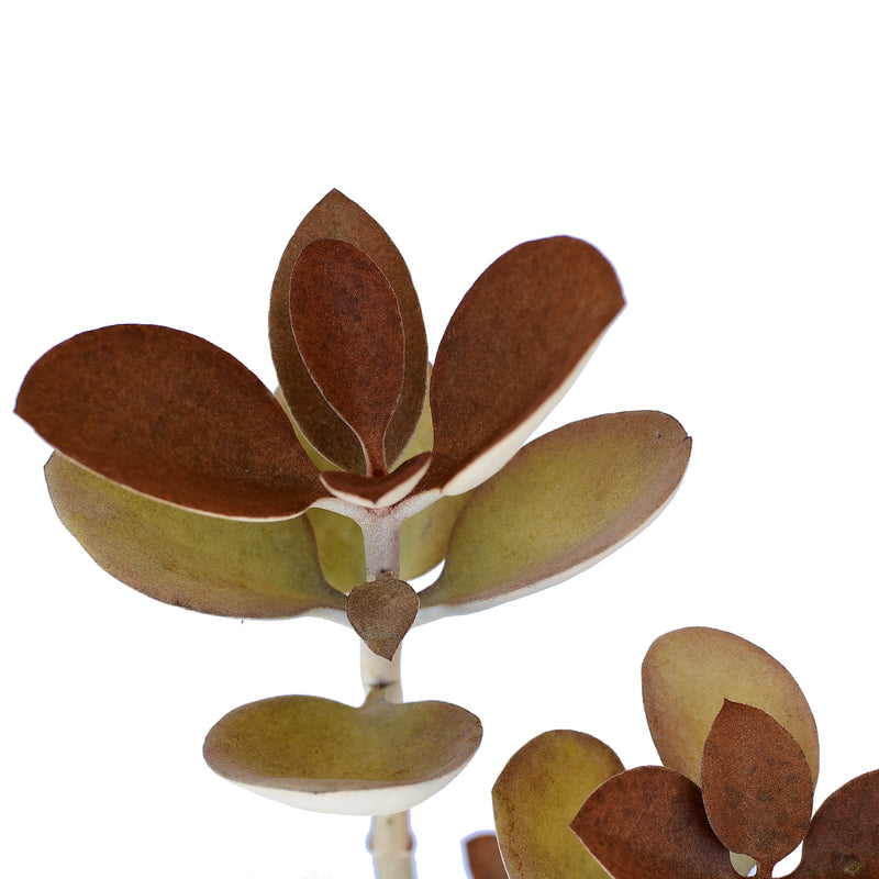 Kalanchoe orgyalis “Copper Spoons”