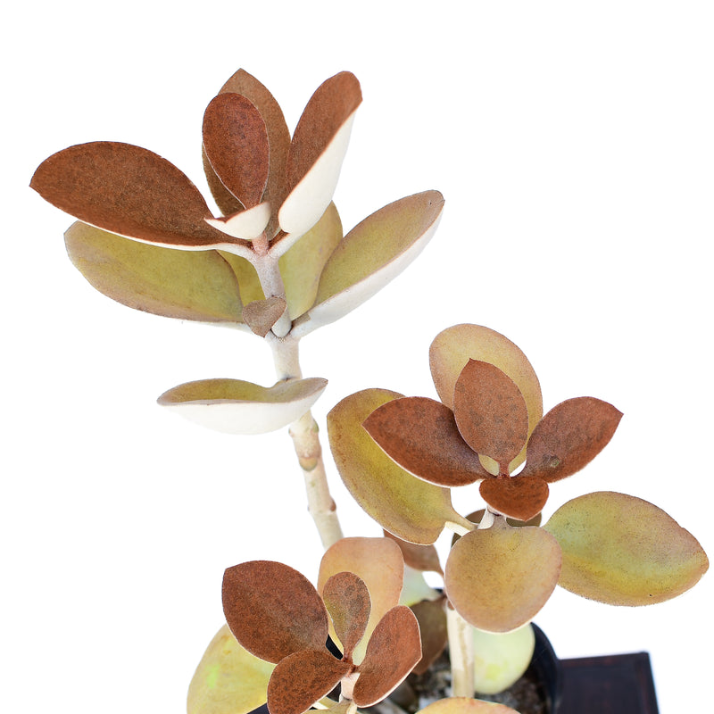 Kalanchoe orgyalis “Copper Spoons”