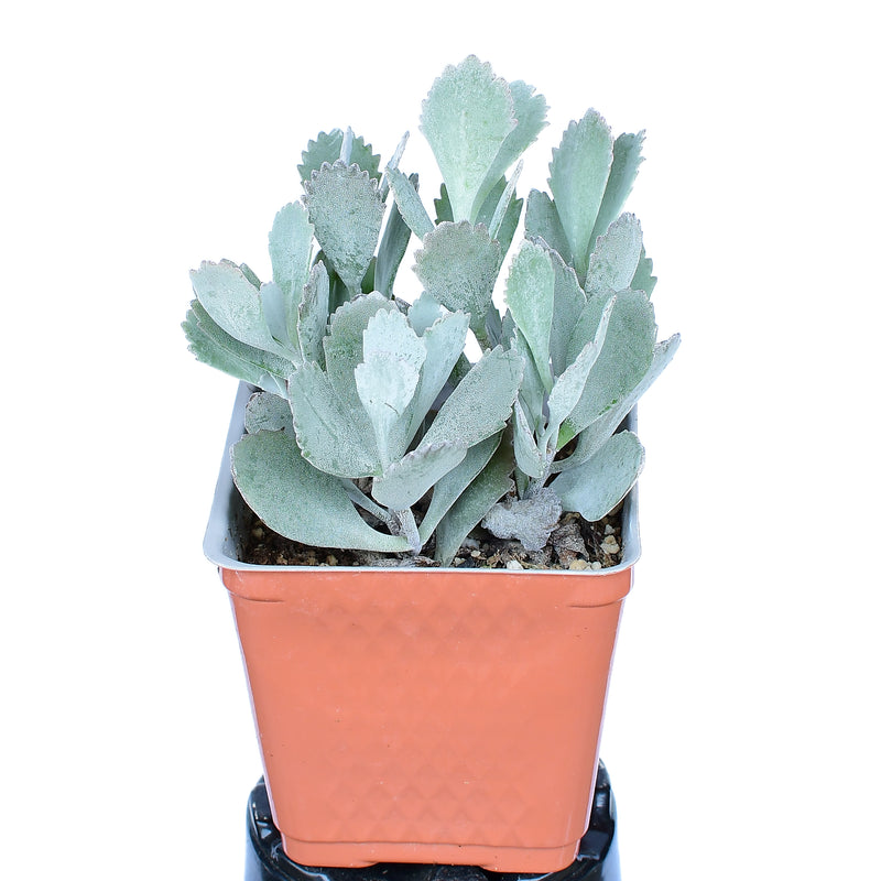 Kalanchoe pumila
