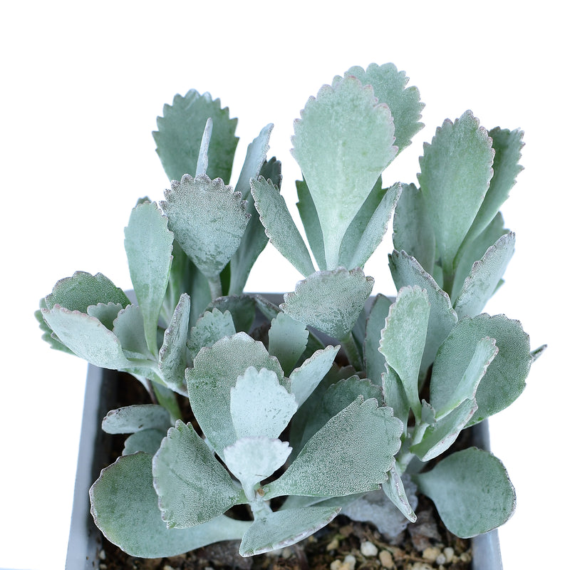 Kalanchoe pumila
