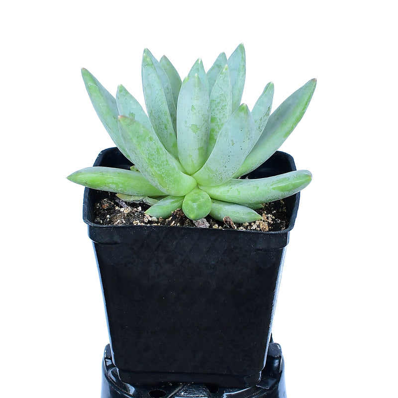 Pachyphytum 'Glauca' “Little Jewel