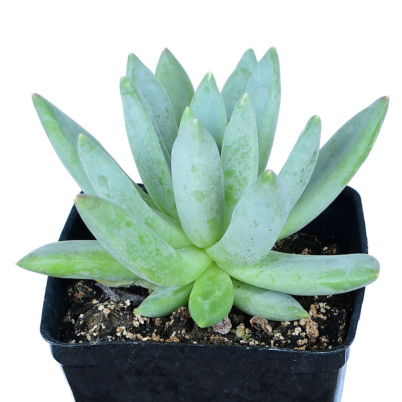 Pachyphytum 'Glauca' “Little Jewel