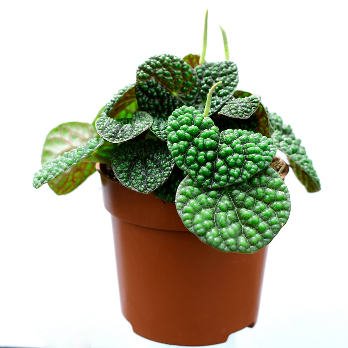 Peperomia spharostachya