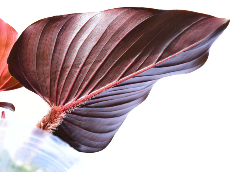 Philodendron squamicaule Pink