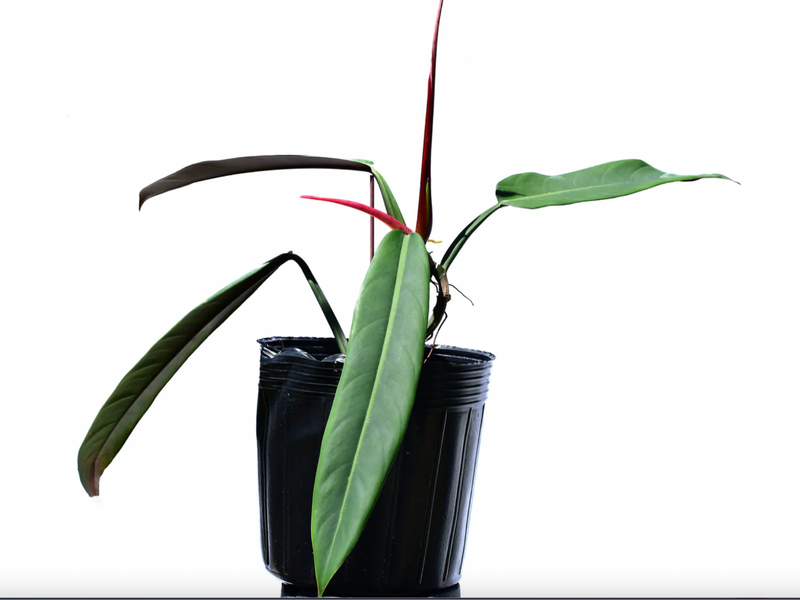 Philodendron bicolor