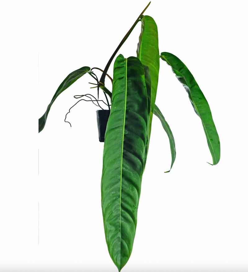 Philodendron patriciae