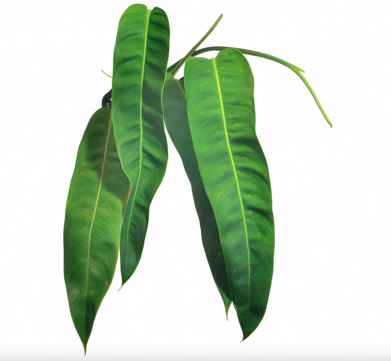 Philodendron patriciae