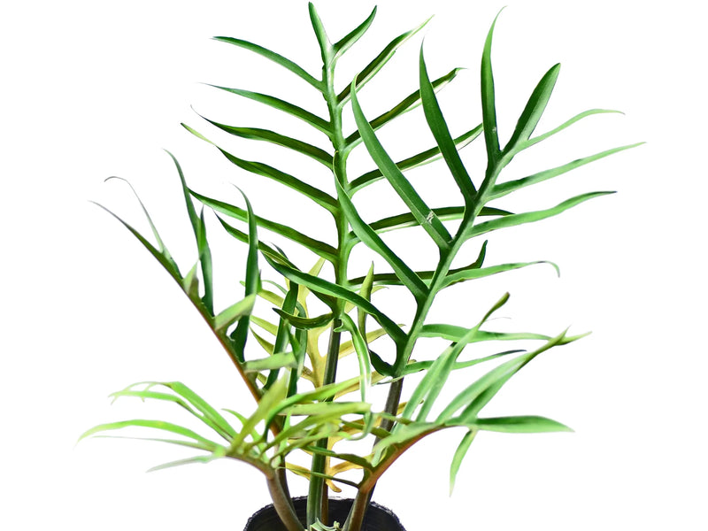 Philodendron tortum (seedling)