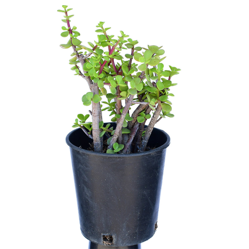 Portulacaria afra green 4"
