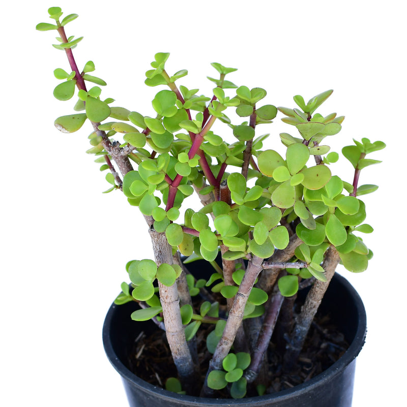 Portulacaria afra green 4"