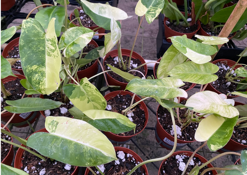 Philodendron Burle Marx variegado