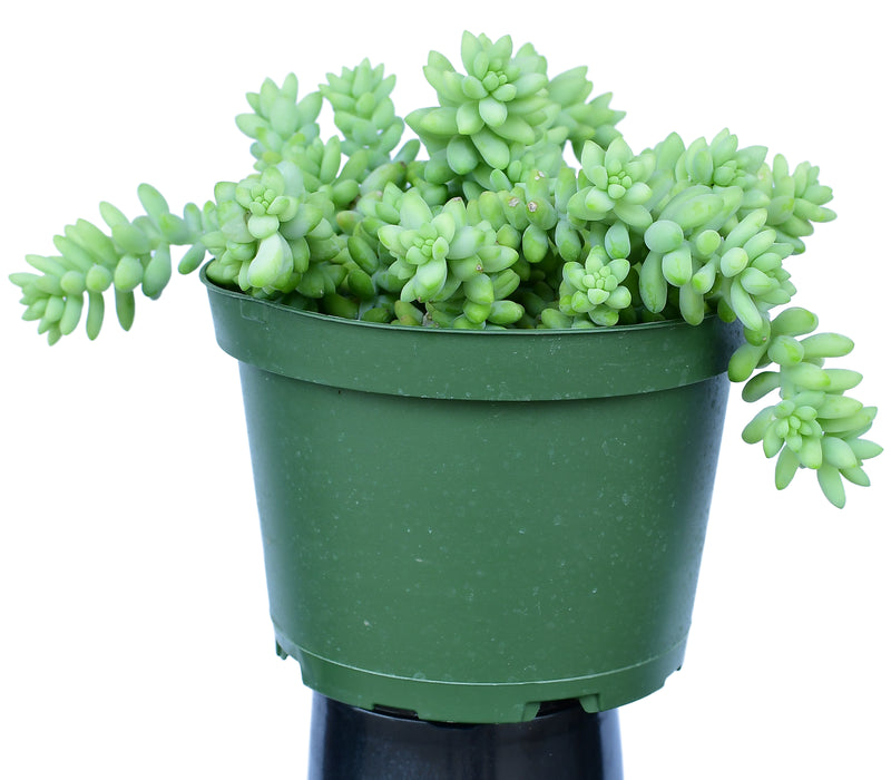 Sedum Donkey Tails Hanging Basket 6"