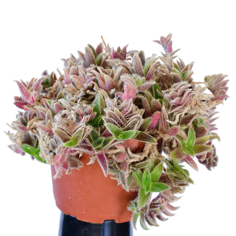 Tradescantia Somaliensis "Kitten Ears"