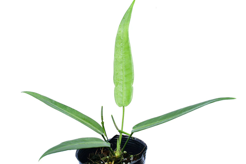 Anthurium debilipeltatum