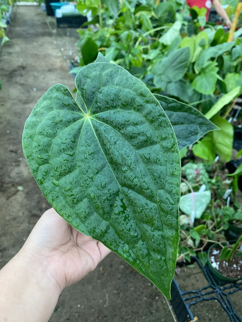 Anthurium Raven Soul