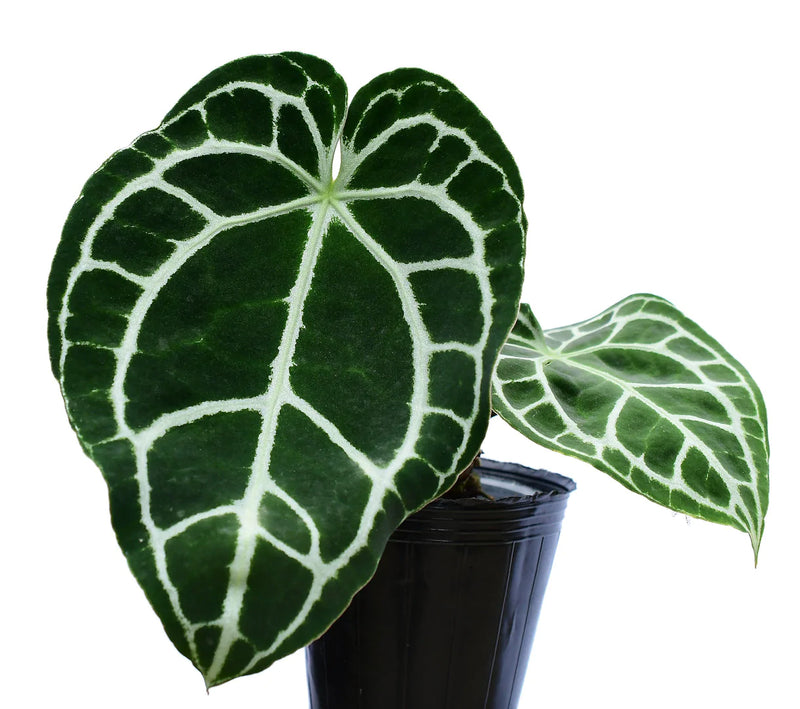 Anthurium crystallinum Silver — Ecuagenera California