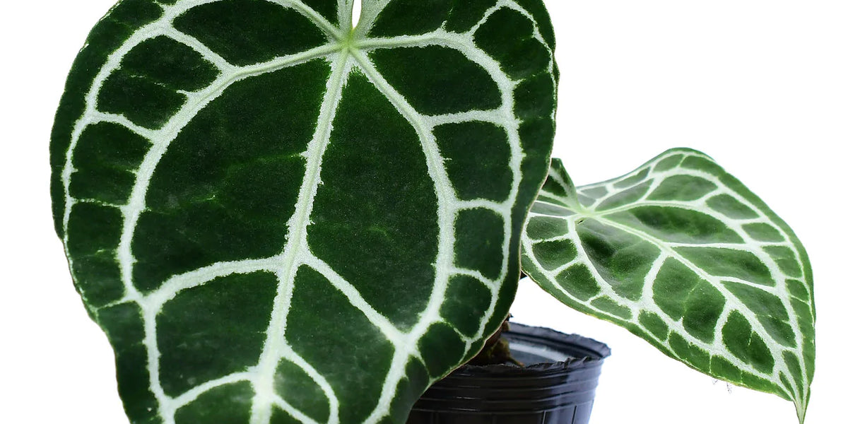 Anthurium crystallinum Silver — Ecuagenera California Anthurium crystallinum Silver — Ecuagenera California