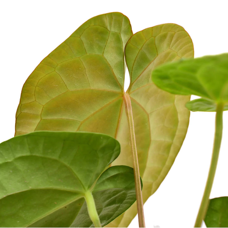 Anthurium Raven Soul