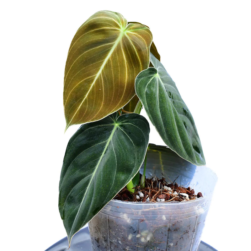 Philodendron melanochrysum (seedling)