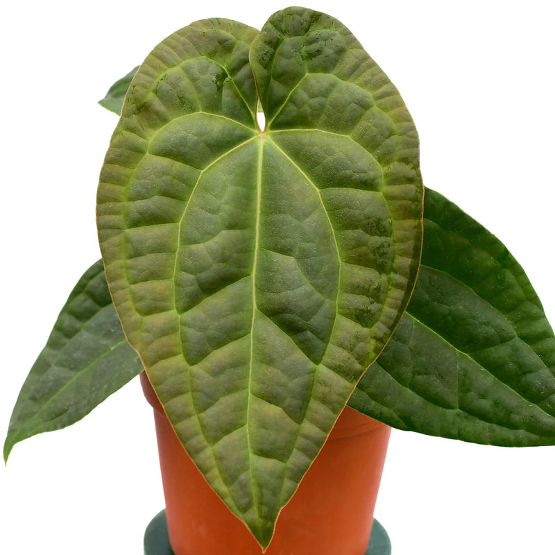 Anthurium Raven Soul