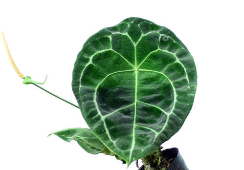 Anthurium forgetii white stripes