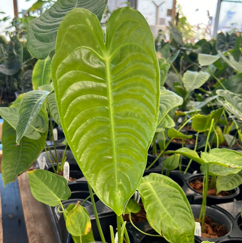 Anthurium veitchii
